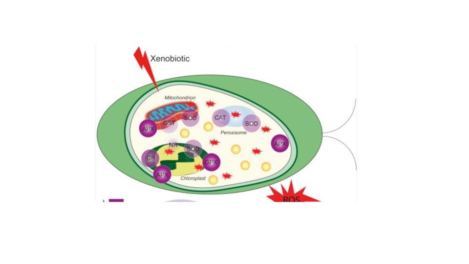 Biomarkers, screening, standardized and non-standardized ecotoxicological testing in One Health drug discovery and development