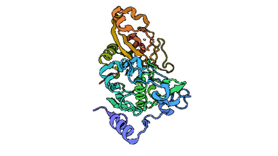 Structural and functional aspects of targets  involved in vector borne diseases