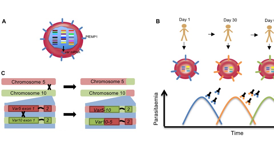 Malaria Integrative Analysis to Discover Biomarkers of Infection Outcome (MADBIO)